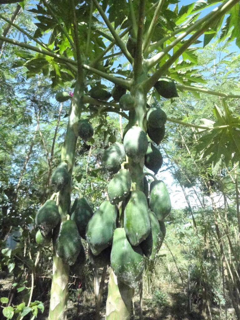 Tree planting at Badilisha Food Forest